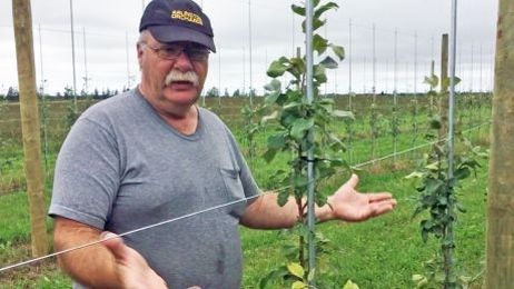How P.E.I. orchards are using an apple wall to boost production