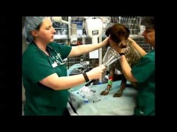 What Happens During a Pet's Dental Cleaning?