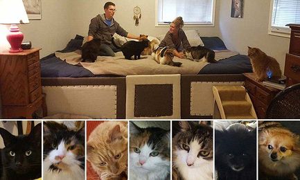 Couple make an 11ft-long bed so they can sleep with their pets