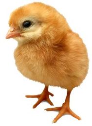 13 Animal Products in Cosmetics