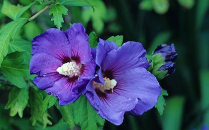 How to grow: Hibiscus