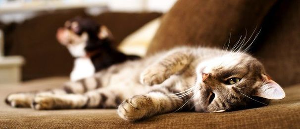 Keeping Your Feline Fit