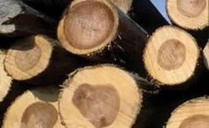 Some Hardwood Sawmills Struggle to Stay in the Black