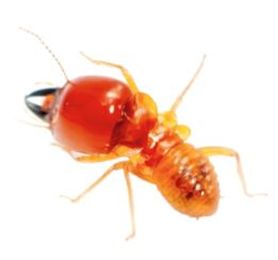 Time to Talk: Termite Prevention
