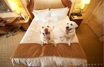 FIDO Friendly Hotels & Travel Destinations