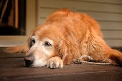 Your Veterinary Marketing Tool Kit: Finding Your Pet Care Niche