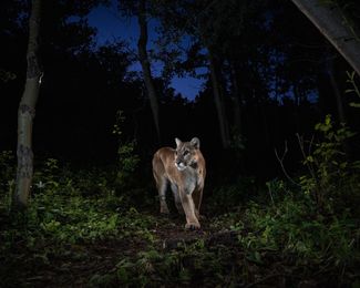 Camera Trap Meets Studio Lighting: Stunning Images and the Story Behind Them