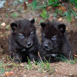 16 Little Things That Make A Dog And A Wolf Different