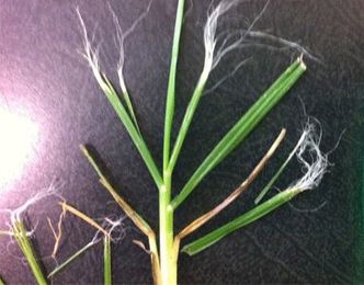 Hardy Fountain Grass: A Mystery Explained