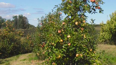 Our Picks for Apple Orchards