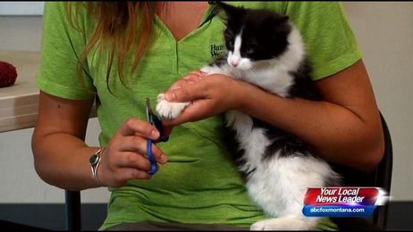 Training Tip: How Clipping Claws Keeps Your Cat Healthy