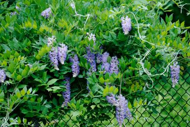 Plants That Grow On Fences: Covering Chain Link Fences With Vines
