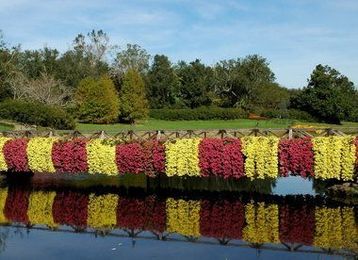 Fall mum care guide: How to keep the blooms coming (photos)
