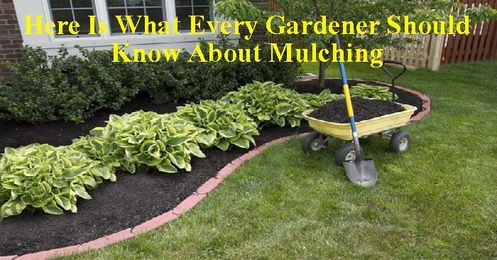 Here Is What Every Gardener Should Know About Mulching