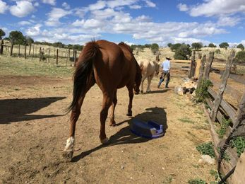Ranch Diaries: Is ranching a form of conservation?