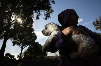 Is pot safe for your pet? It's available