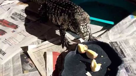 Anchorage eats an egg.