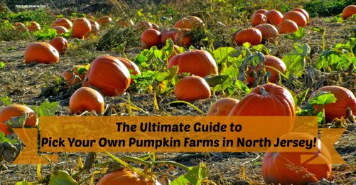 The Complete Guide to Pick Your Own Pumpkin Farms in North Jersey