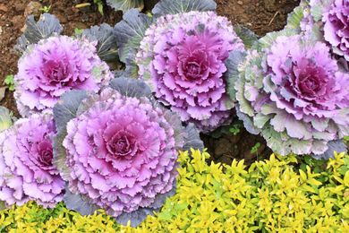 What Are Some Fall Blooming Perennials And Annuals For Gardens