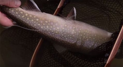 Video Pro Tip: How to Retrieve a Mouse Pattern