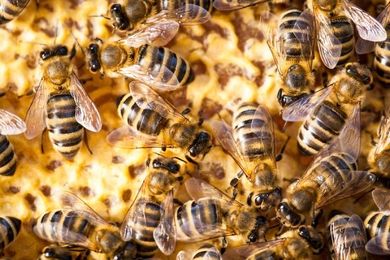 What You Need to Know About Honey Bees