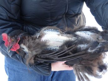 Why and When Do Chickens Molt?