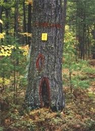 Land Surveying, did you know? Witness Trees