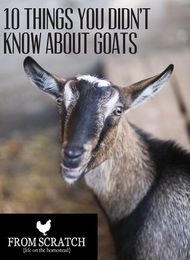 10 Things You Didn't Know About Goats