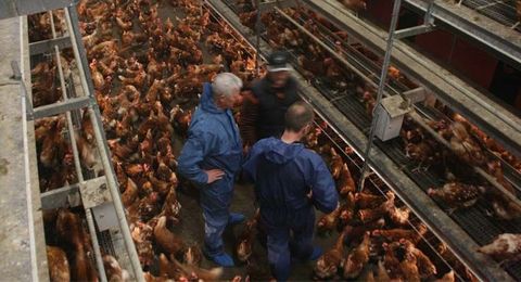 Increase egg production and animal welfare in Layers