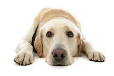 Tips To Keep Your Pet Smiling Everyday!
