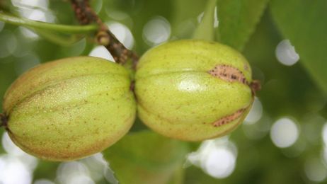 Simply Trees: It is easy to be nutty about nut trees