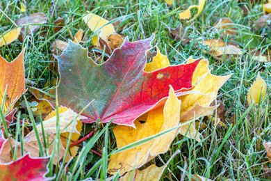 Why do leaves fall off trees at this time of year? Here's the science