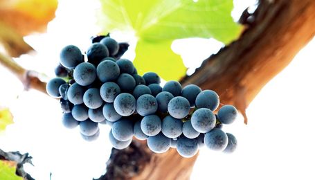 Reusing wastewater at vineyards won't spoil wine