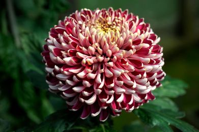 The hidden world of exhibition chrysanthemums