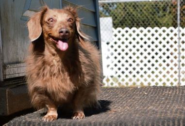 Dismantling Puppy Mills in Creative Ways · A Humane Nation
