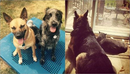 Your Pet May Have a Best Friend