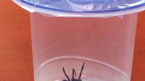 They're creepy and they're crawly! Black Widow Spider found inside home