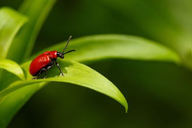 How to Get Even More Out of Our Outdoor Pest Control Services