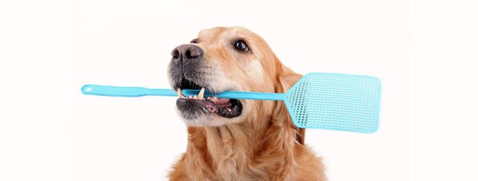 Important Pest Control Tips for Dog Owners