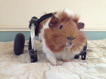The guinea pig that could! Meet the tiny critter that uses a wheelchair