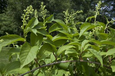 The Chinese Thunder God Vine is Unbelievably Potent in Killing Cancer