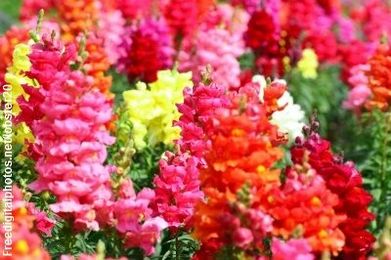 Cut Flower Care & Handling: Snapdragon