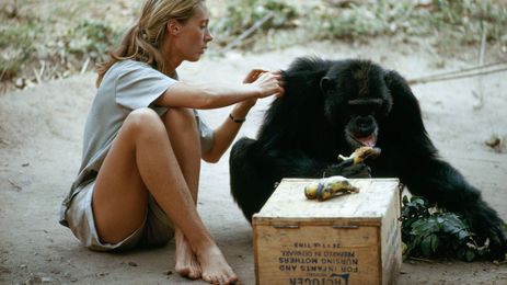 Jane Goodall Wants To Save Us (And Her Beloved Chimps) From Ourselves
