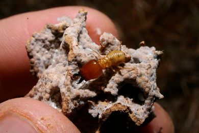 Tiny termites can hold back deserts by creating oases of plant life