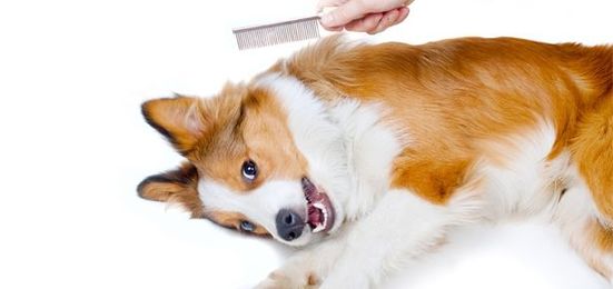 5 Ways to Help Your Dog Have a Good Experience at the Groomer’s