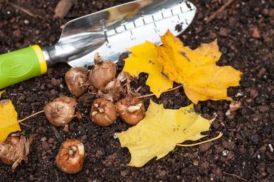 Your Fall Gardening Checklist