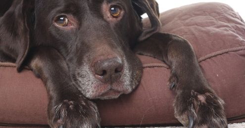 Affecting Change Through Diet for Your Pet with Diabetes