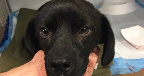 How To Make Your New Rescue Dog Feel Safe In Your Home