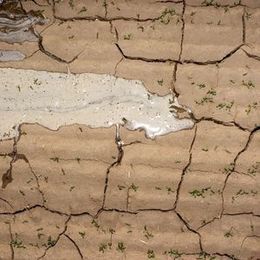 Our View: It's not the Saudis, it's the alfalfa