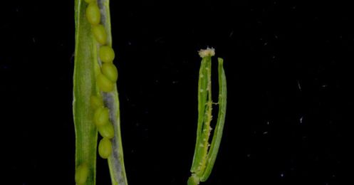 Scientists Engineer a Plant to Reject Its Own Pollen